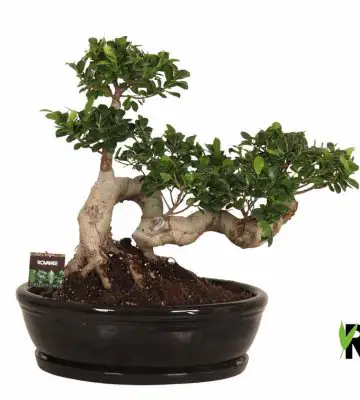 Фикус D45 H70 - Ficus Microcarpa Ginseng