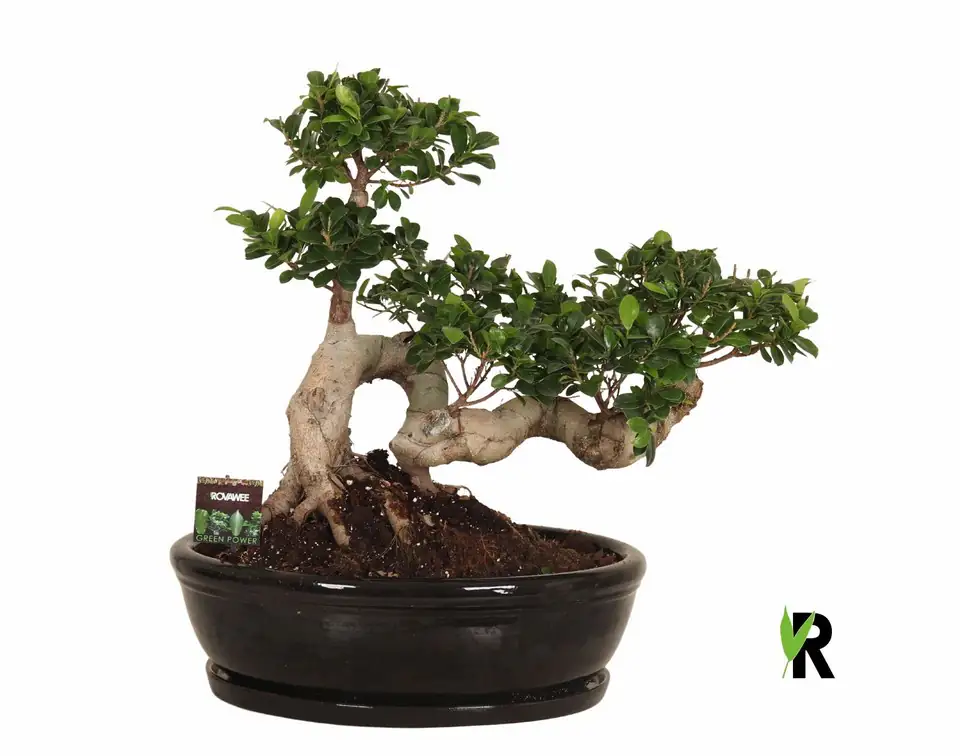 Фикус D45 H70 - Ficus Microcarpa Ginseng