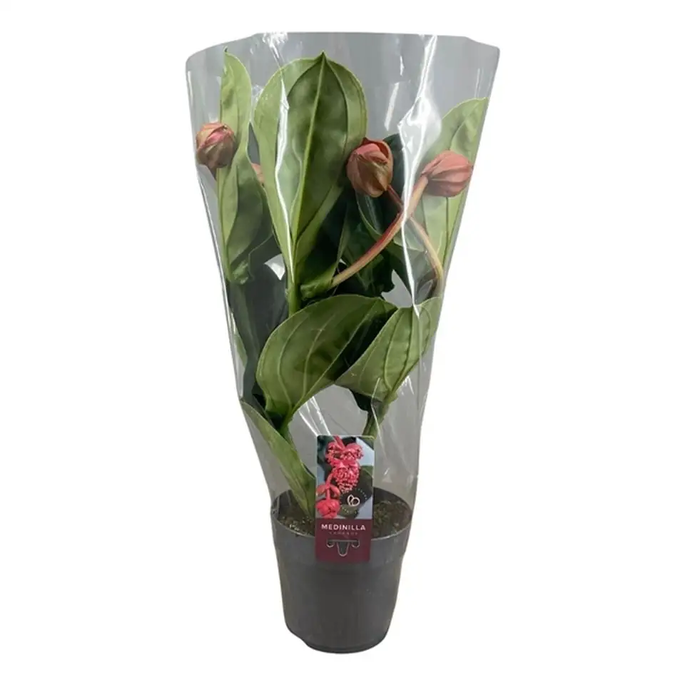 Мединила D14 H45 - Medinilla Lambada - Image 2