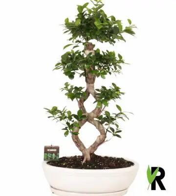 Фикус D45 H95 - Ficus Microcarpa Ginseng