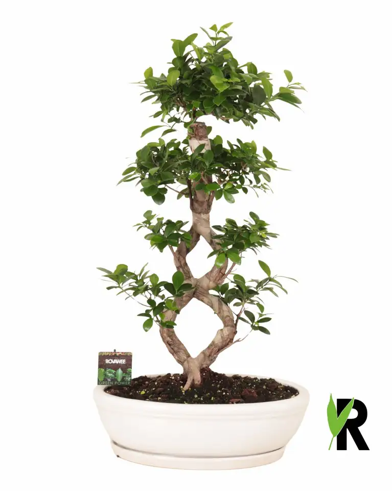 Фикус D45 H95 - Ficus Microcarpa Ginseng