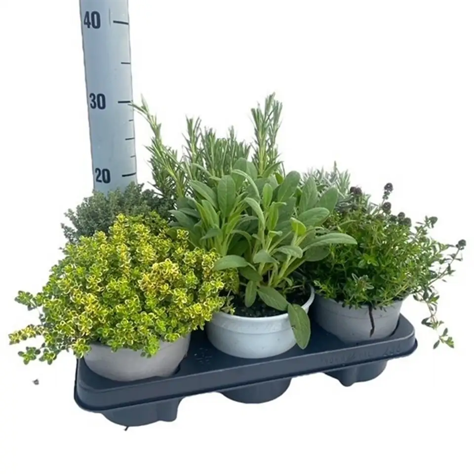 Микс билки D14 H25 - Herbs mix - Image 3