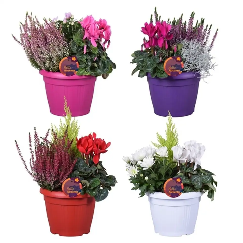 Аранжировка растения D22 H30 - сезонни градински растения