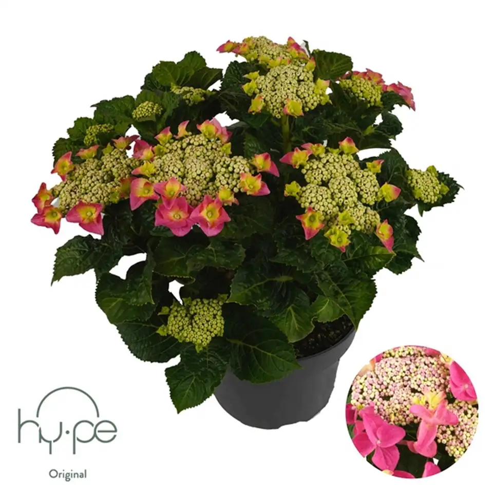Хортензия D23 H45 - Hydrangea Lacecap Pink