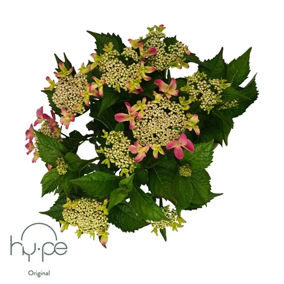 Хортензия D23 H45 - Hydrangea Lacecap Pink - Image 2