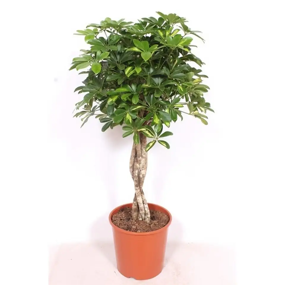 Шефлера D32 H140 - Schefflera Gold Capella