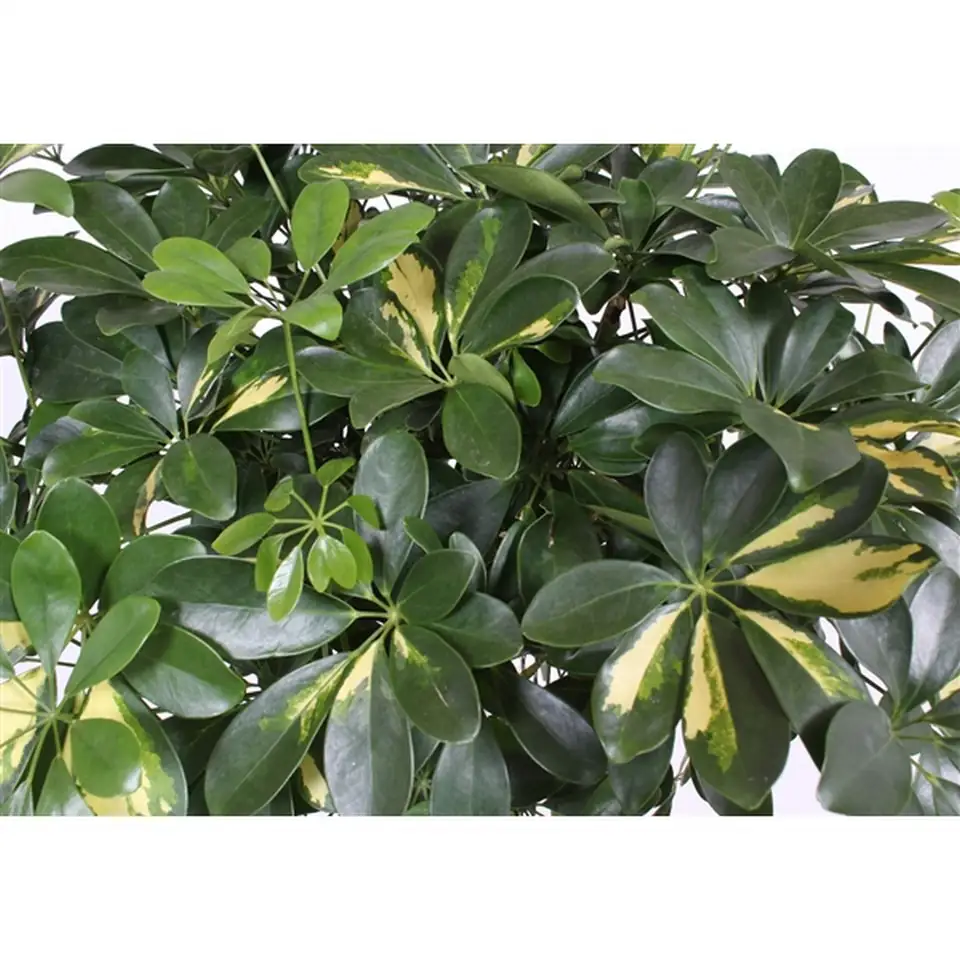 Шефлера D32 H140 - Schefflera Gold Capella - Image 2