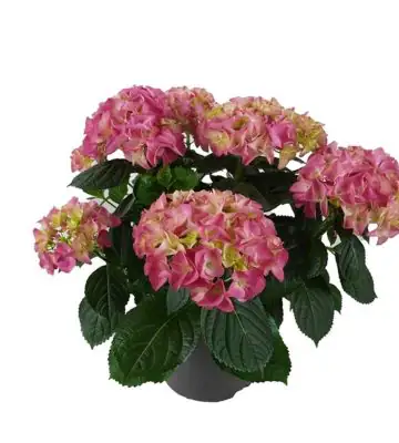Хортензия D23 H45 - Hydrangea Mophead Pink