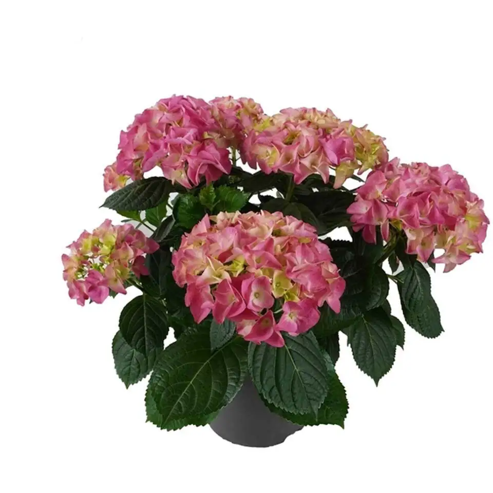 Хортензия D23 H45 - Hydrangea Mophead Pink