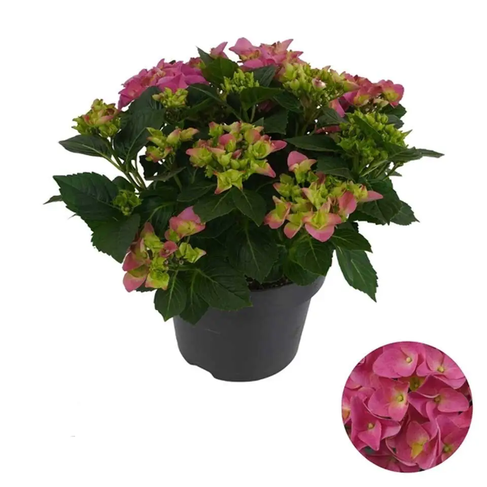 Хортензия D23 H45 - Hydrangea Mophead Pink - Image 2