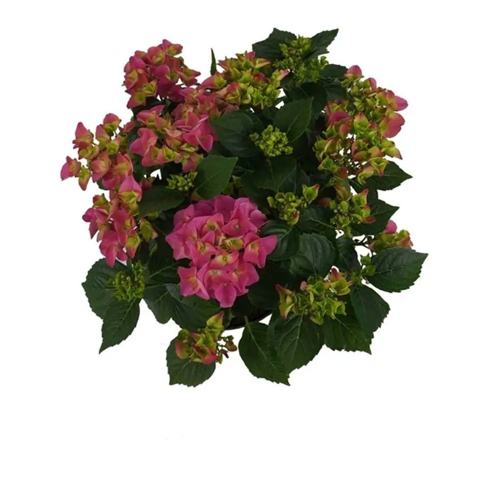 Хортензия D23 H45 - Hydrangea Mophead Pink - Image 3