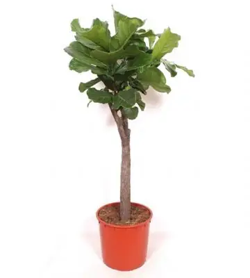 Фикус D34 H140 - Ficus Lyrata