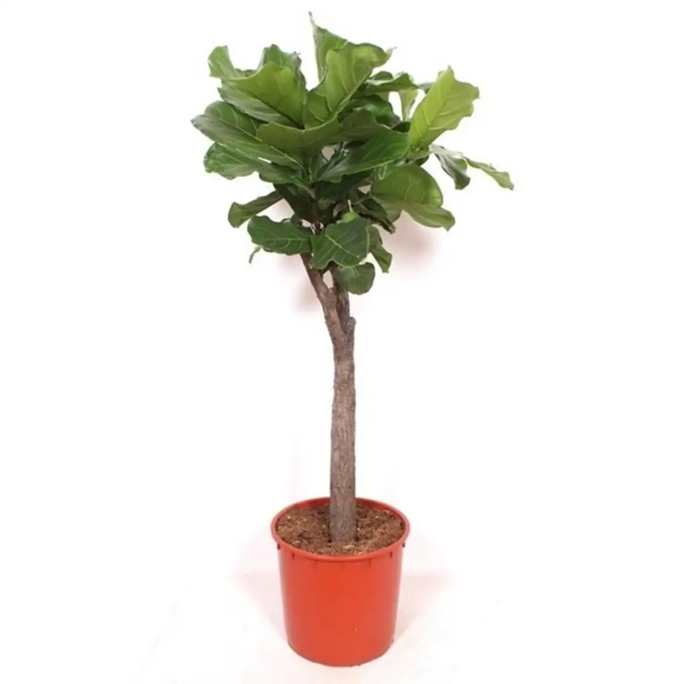Фикус D34 H140 - Ficus Lyrata