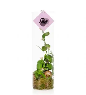 Дихидия в стъклен цилиндър D11 H38 - Dischidia arrangement