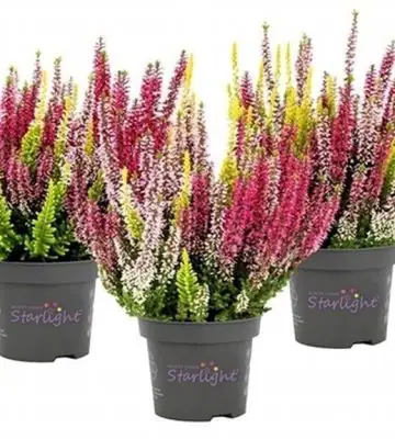 Калуна D13 H23 - Calluna Beauty Ladies trio