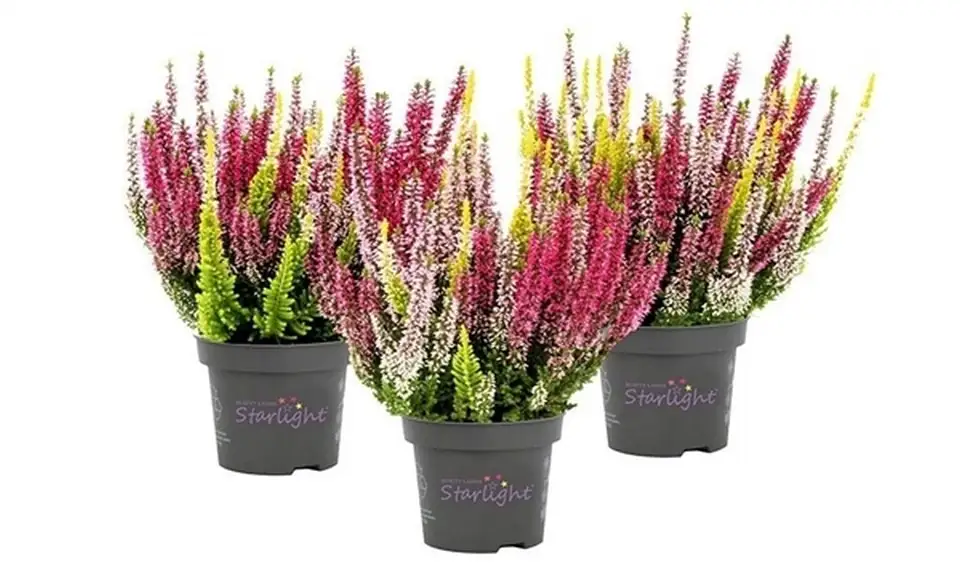 Калуна D13 H23 - Calluna Beauty Ladies trio