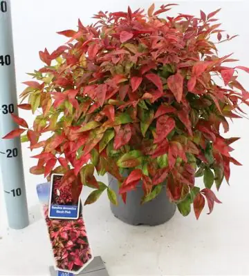 Нандина D23 H45 - Nandina domestica Blush Pink