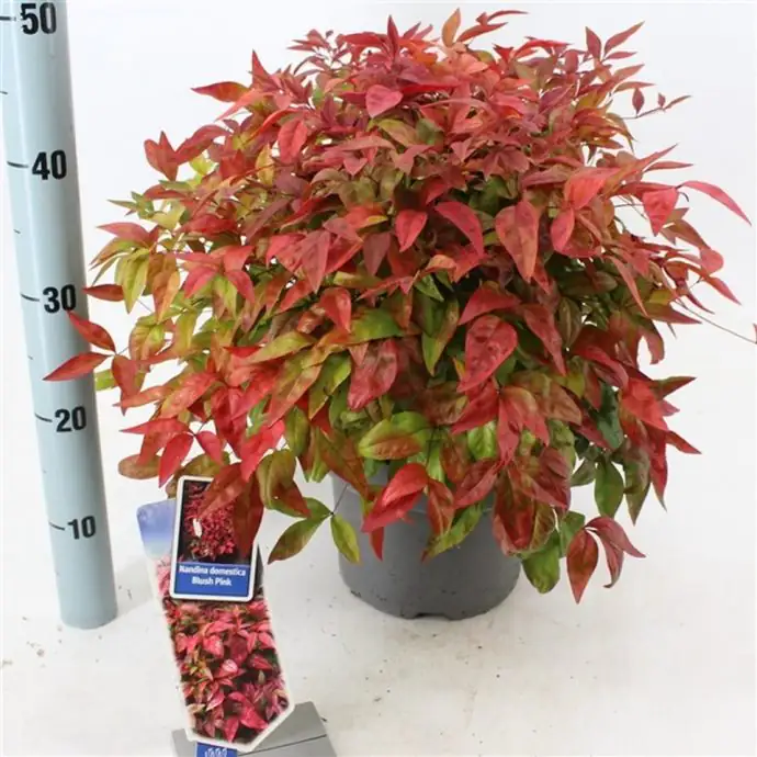 Нандина D23 H45 - Nandina domestica Blush Pink