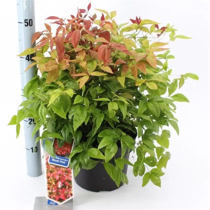Нандина D23 H45 - Nandina domestica Blush Pink - Image 2