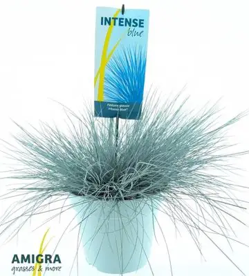 Фестука D23 H45 - Festuca Glauca Intense Blue