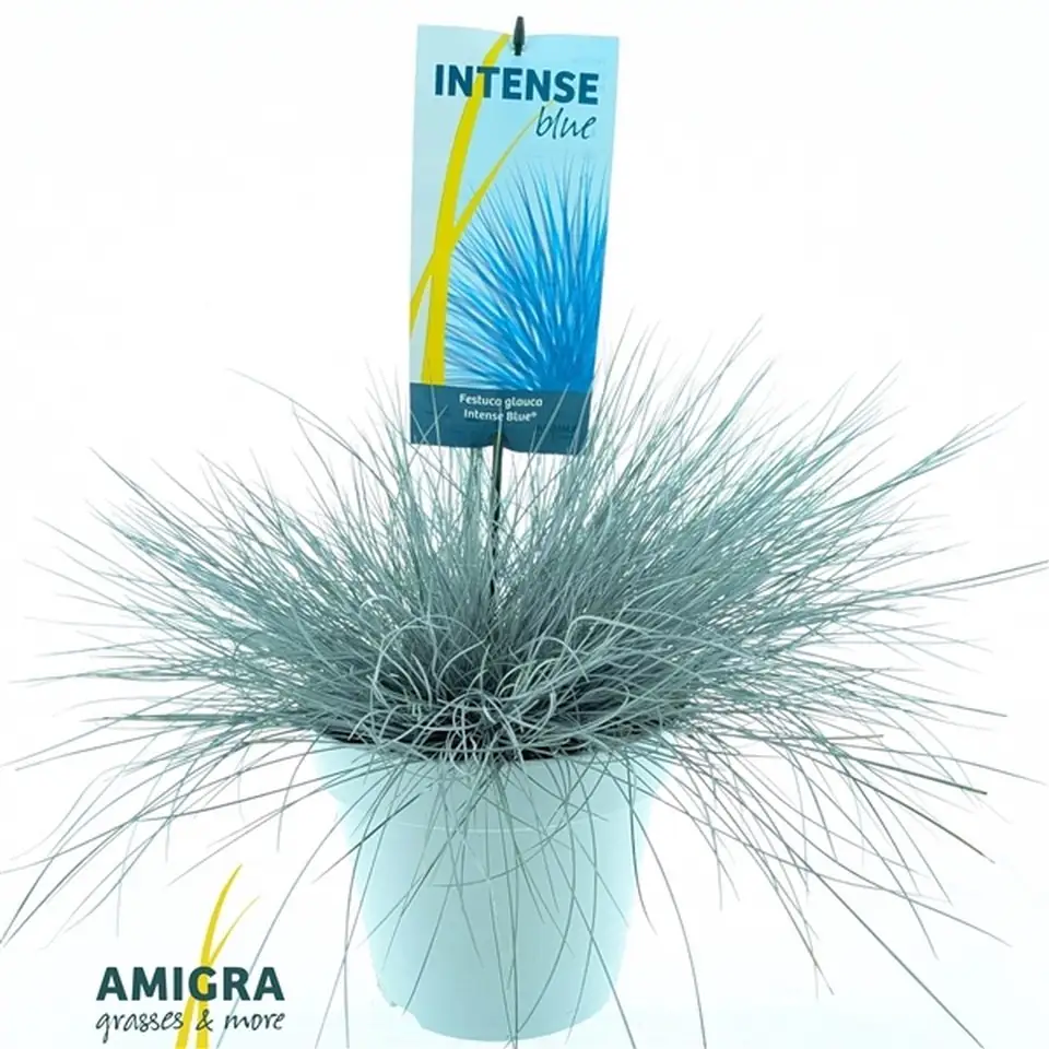Фестука D23 H45 - Festuca Glauca Intense Blue
