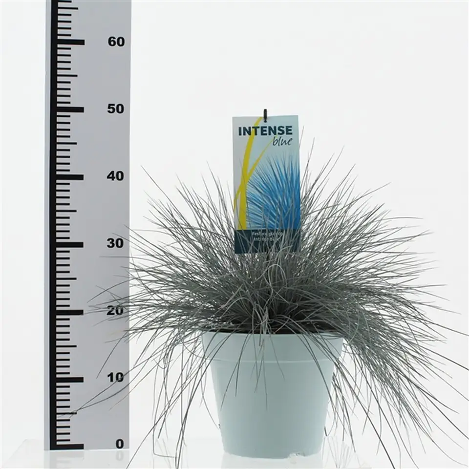 Фестука D23 H45 - Festuca Glauca Intense Blue - Image 2