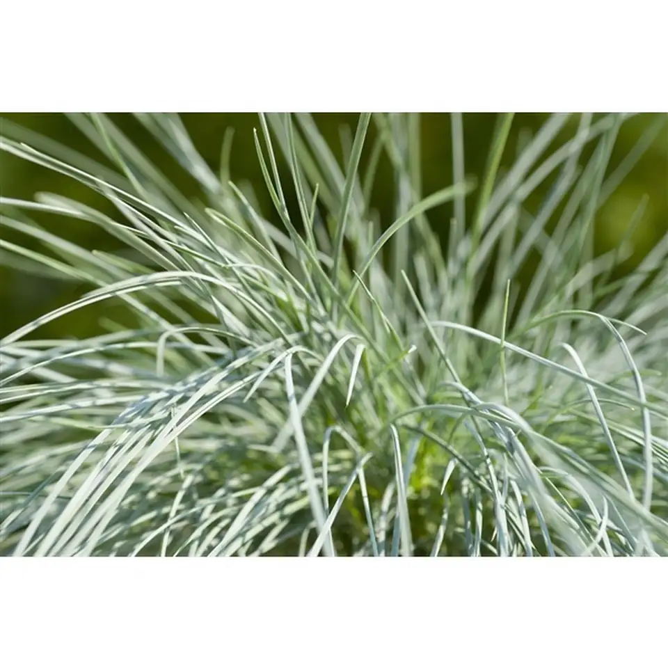 Фестука D23 H45 - Festuca Glauca Intense Blue - Image 3