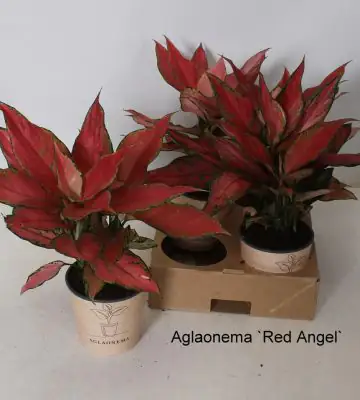 Аглонема D12 H35 - Aglaonema Red Angel