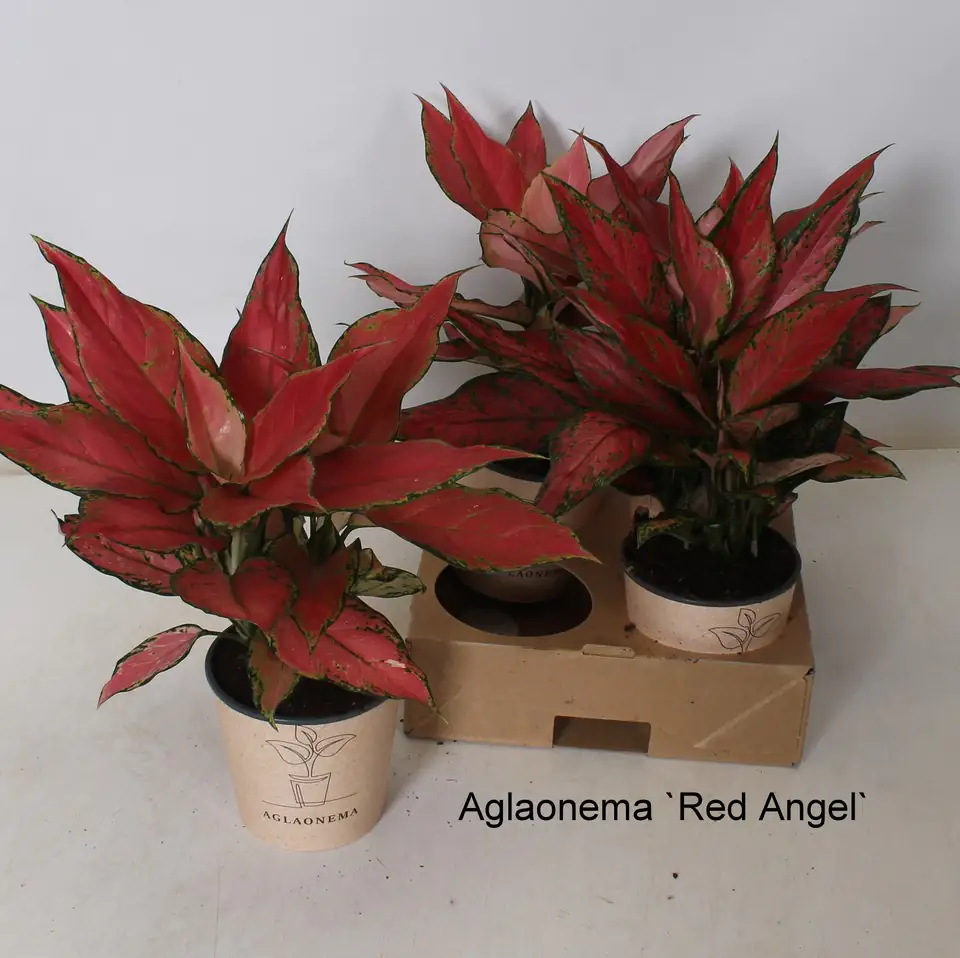 Аглонема D12 H35 - Aglaonema Red Angel