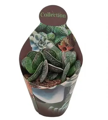 Адромискус D10.5 H12 - Adromischus Rupicola