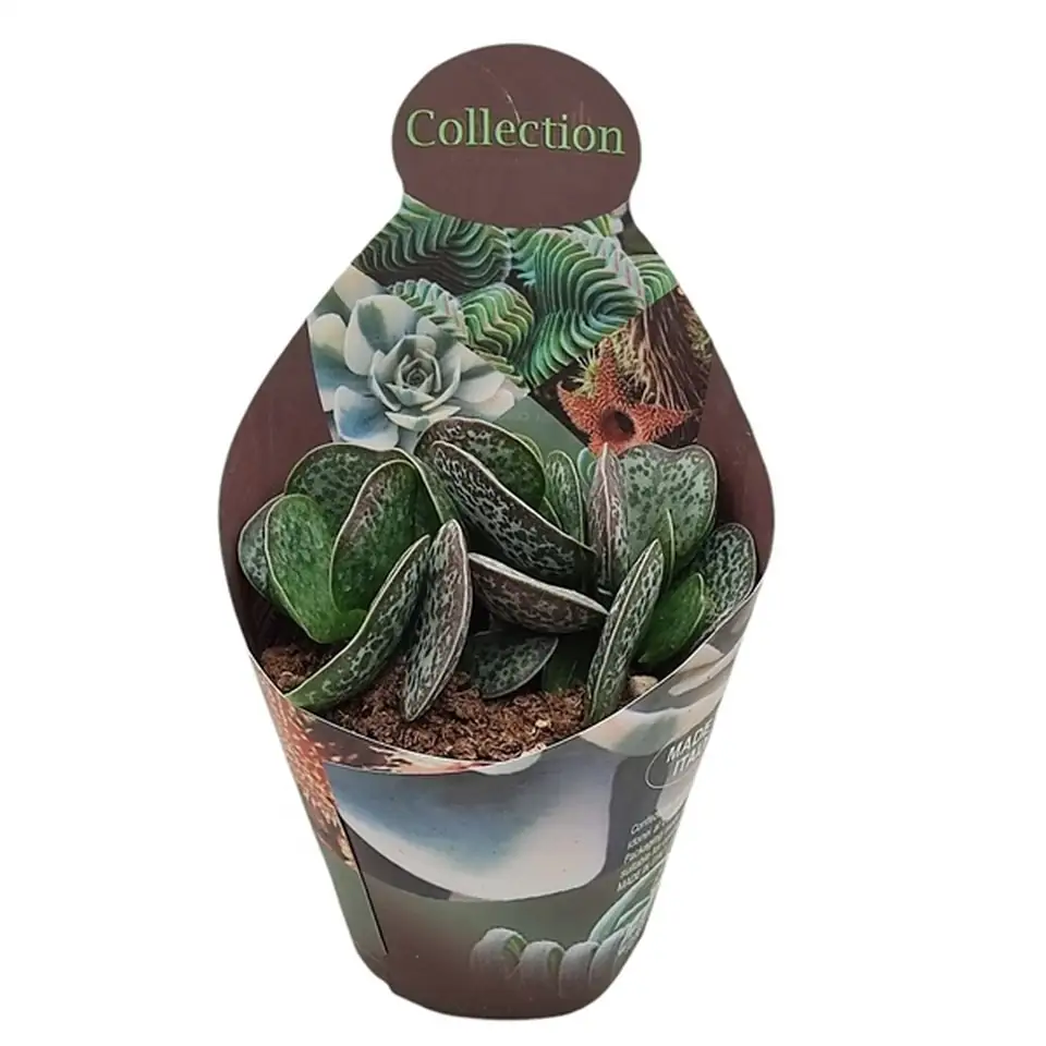 Адромискус D10.5 H12 - Adromischus Rupicola