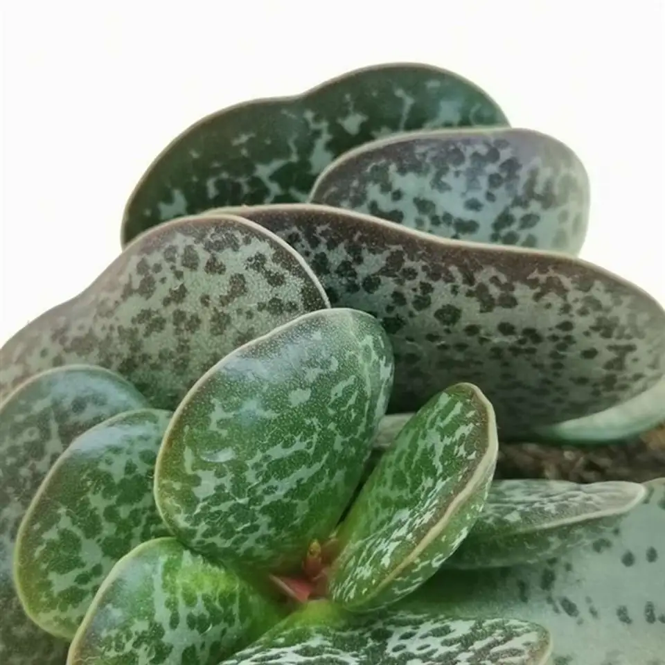 Адромискус D10.5 H12 - Adromischus Rupicola - Image 2