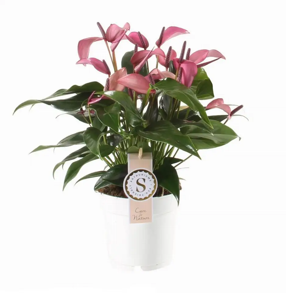 Антуриум D12 H40 - Anthurium Zizou