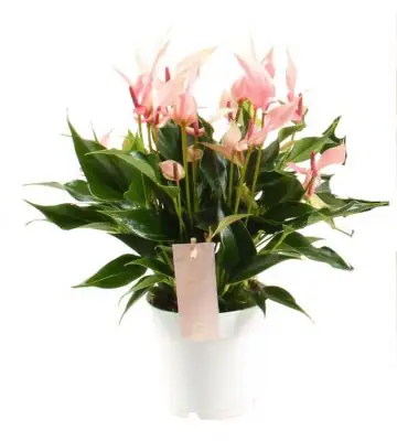 Антуриум D10 H30 - Anthurium Lilli