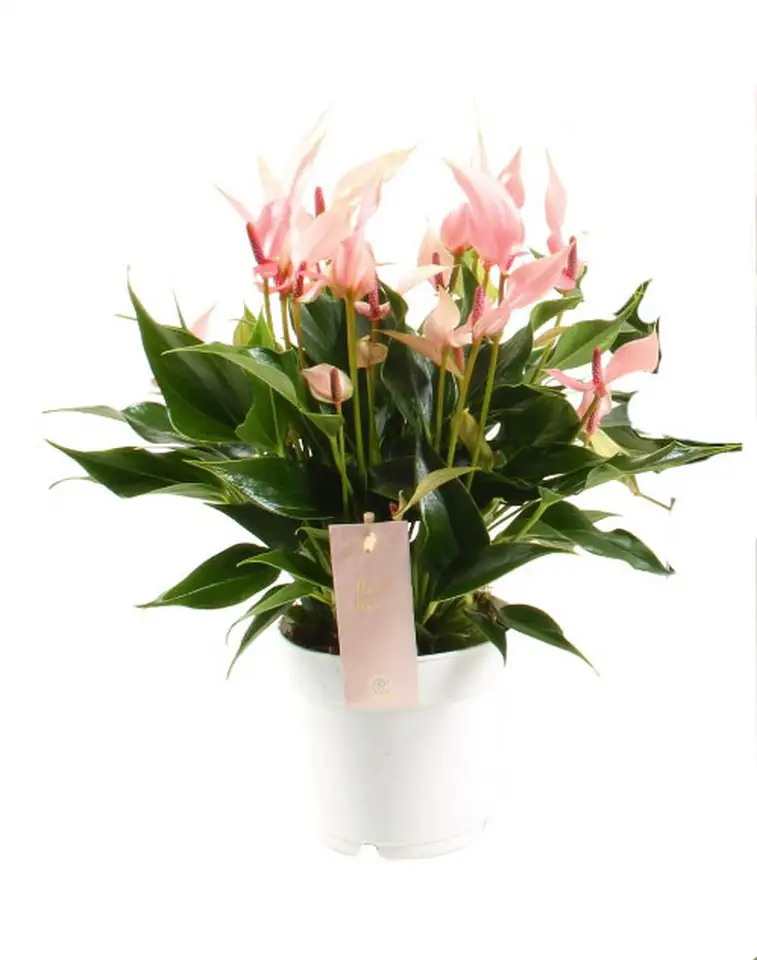 Антуриум D10 H30 - Anthurium Lilli