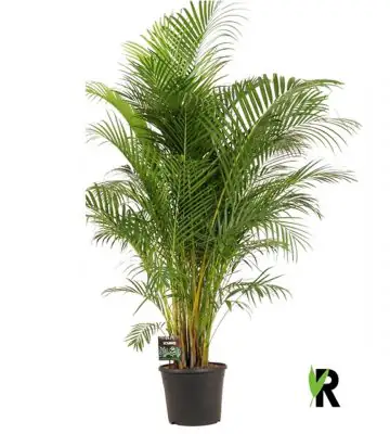 Арека D35 H180 - Dypsis lutescens