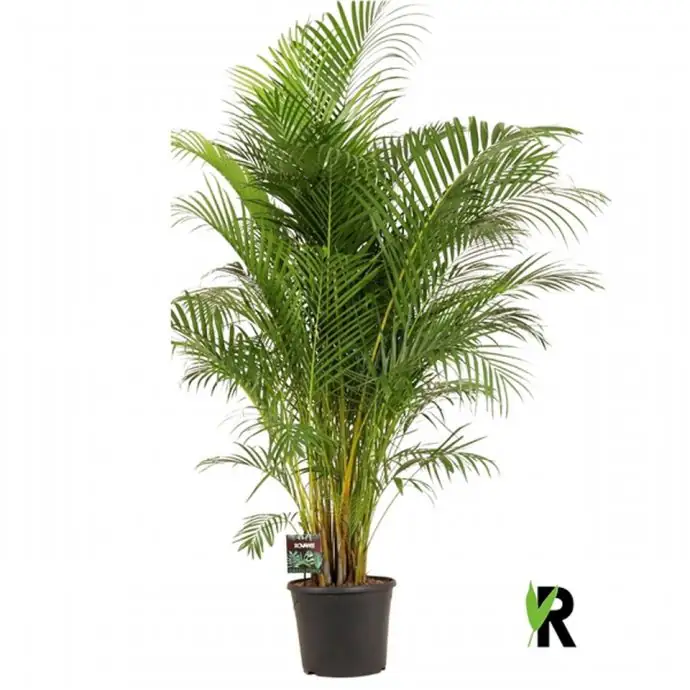 Арека D35 H180 - Dypsis lutescens