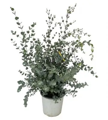 Евкалипт D17 H45 - Eucalyptus Gunnii