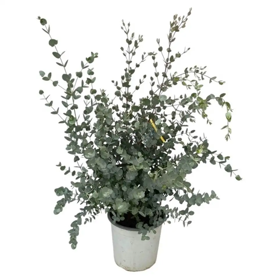 Евкалипт D17 H45 - Eucalyptus Gunnii