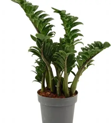 Замиокулкас D17 H50 - Zamioculcas Zenzi