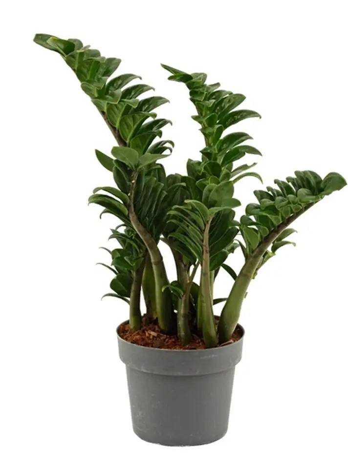 Замиокулкас D17 H50 - Zamioculcas Zenzi