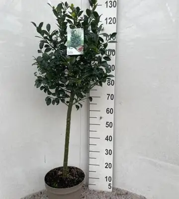 Илекс на ствол D26 H120 - Ilex Meserveae