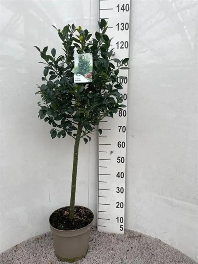 Илекс на ствол D26 H120 - Ilex Meserveae