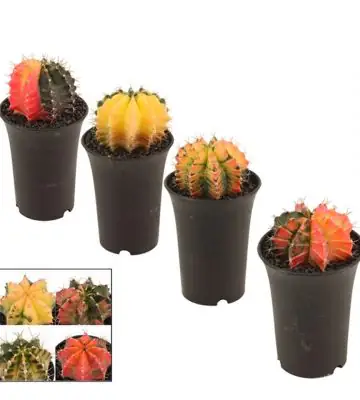 Кактус D9 H15 - Gymnocalycium Variegated