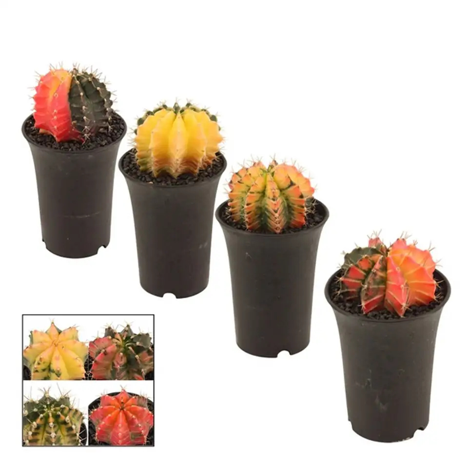 Кактус D9 H15 - Gymnocalycium Variegated