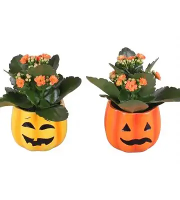 Каланхое D10 H15 - Kalanchoe mini