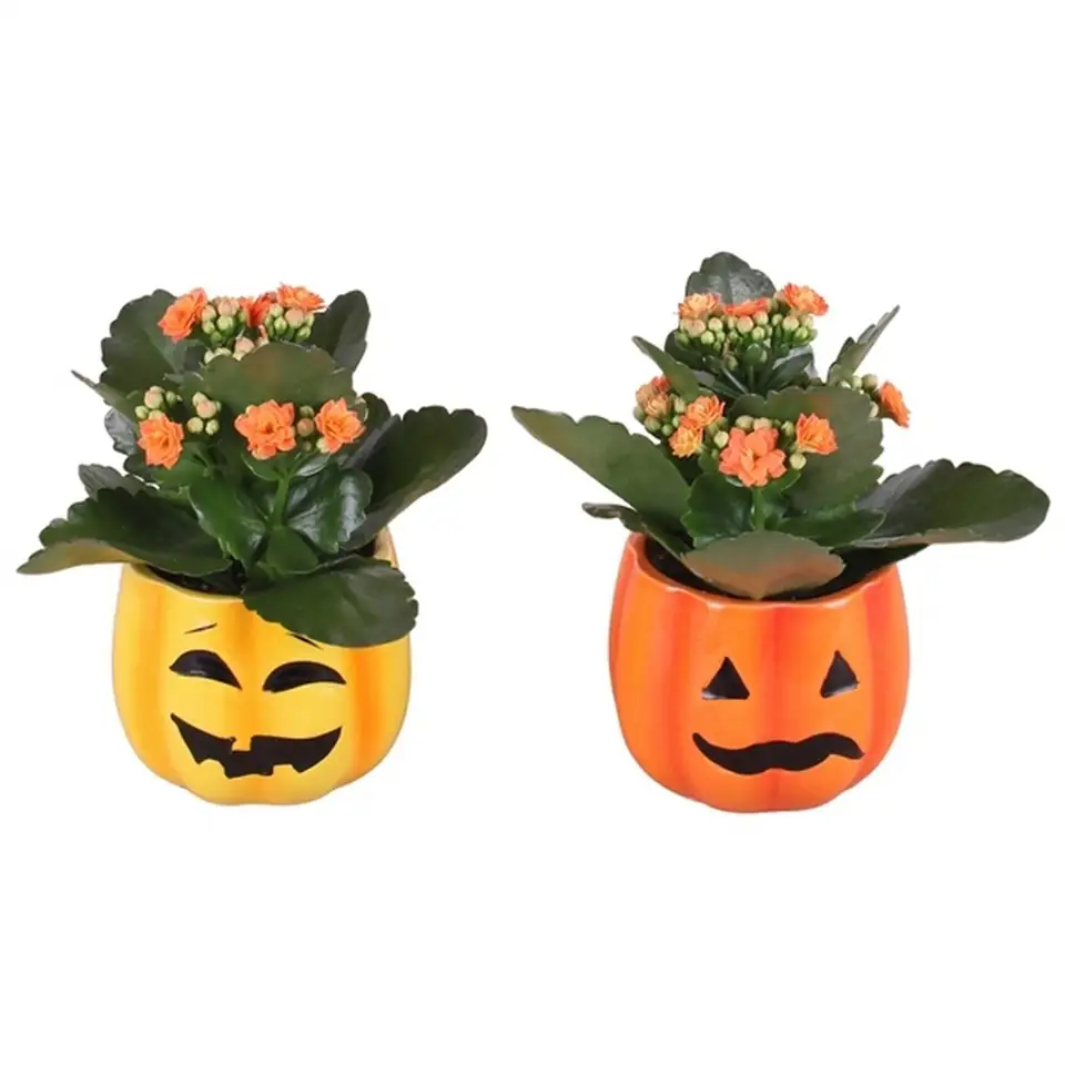 Каланхое D10 H15 - Kalanchoe mini