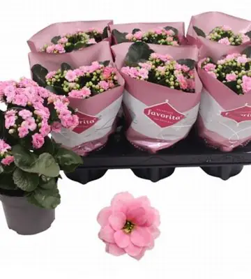 Каланхое D12 H25 - Kalanchoe Calandiva Pink