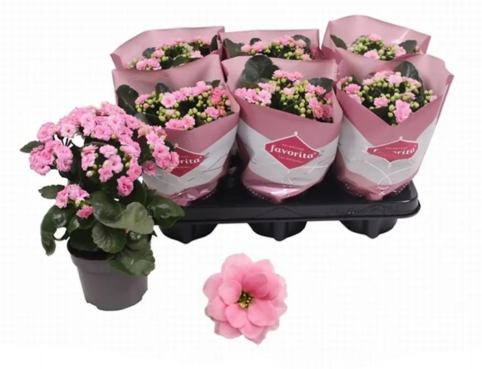 Каланхое D12 H25 - Kalanchoe Calandiva Pink