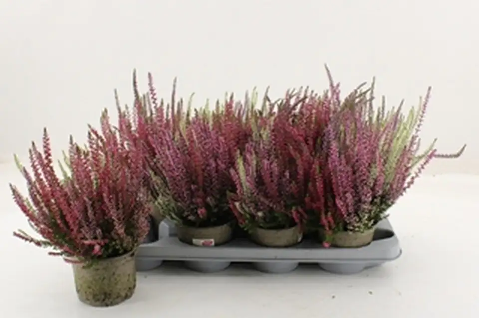 Калуна D13 H30 - Calluna Garden Girls quattro